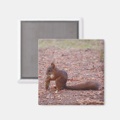 Squirrel Magnet (Vorderseite/Rückseite)