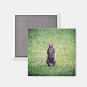 Squirrel Magnet (Vorderseite/Rückseite)