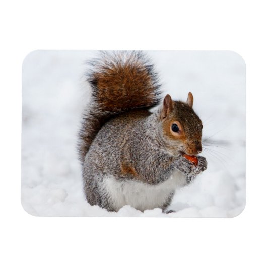 Squirrel Magnet (Horizontal)