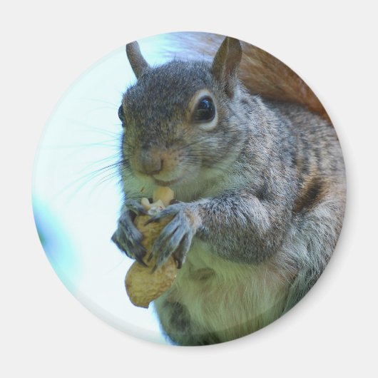 Squirrel Magnet (Vorne)