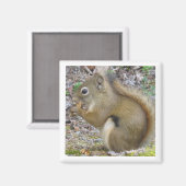 Squirrel Magnet (Vorderseite/Rückseite)