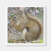 Squirrel Magnet (Vorne)