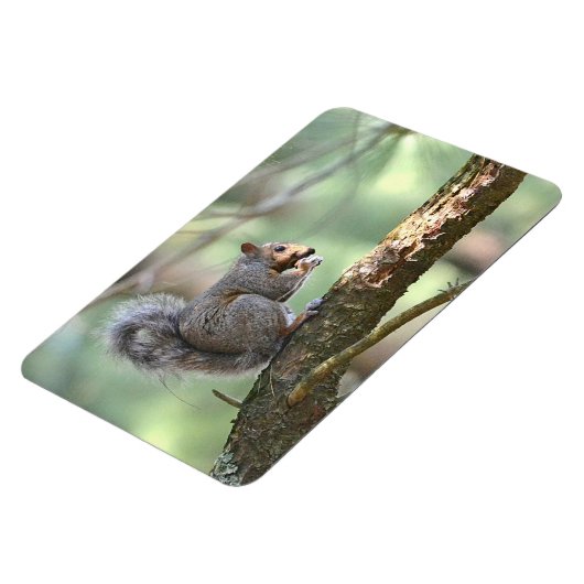 Squirrel Magnet (Linke Seite)