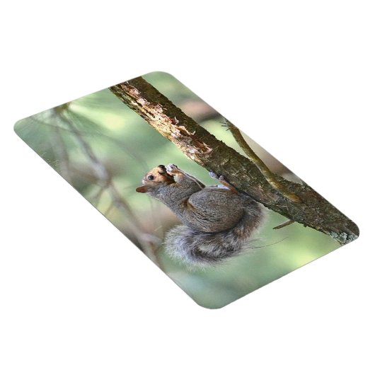 Squirrel Magnet (Rechte Seite)