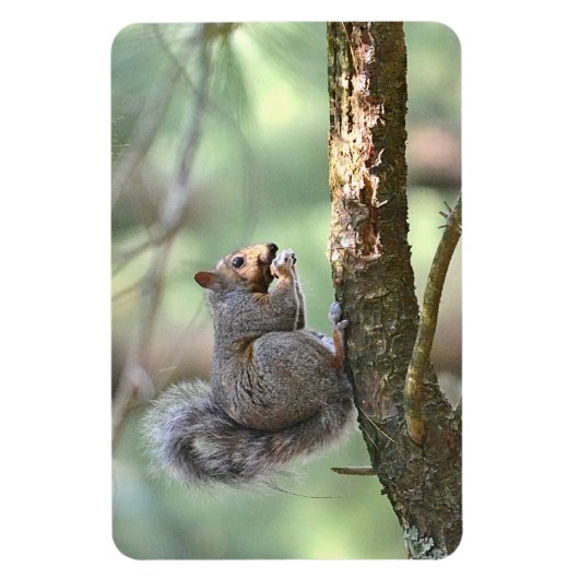 Squirrel Magnet (Vertikal)