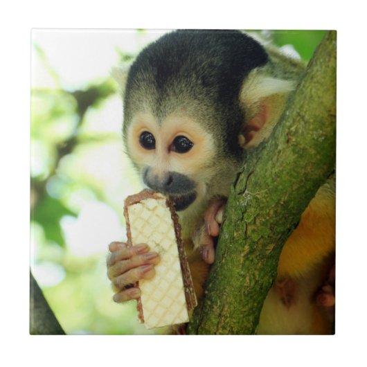 Squirrel Monkey Eating a Wafer Biscuit Fliese (Vorderseite)