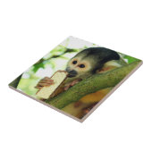 Squirrel Monkey Eating a Wafer Biscuit Fliese (Seite)