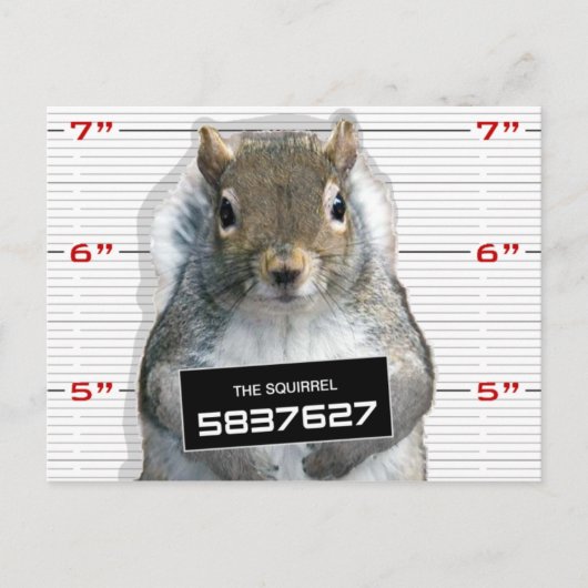 Squirrel Mug Shot Postkarte (Vorderseite)
