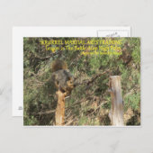 Squirrel Nnja Training Tipps Postkarte (Vorne/Hinten)