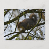 Squirrel  postkarte (Vorderseite)