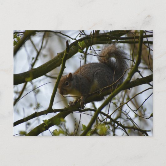 Squirrel  postkarte (Vorderseite)