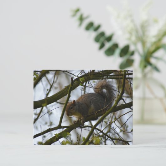 Squirrel  postkarte (Stehend Vorderseite)