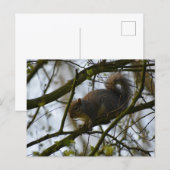 Squirrel  postkarte (Vorne/Hinten)
