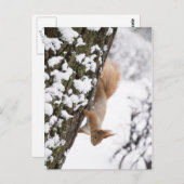 Squirrel Postkarte (Vorne/Hinten)