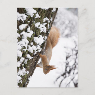 Squirrel Postkarte