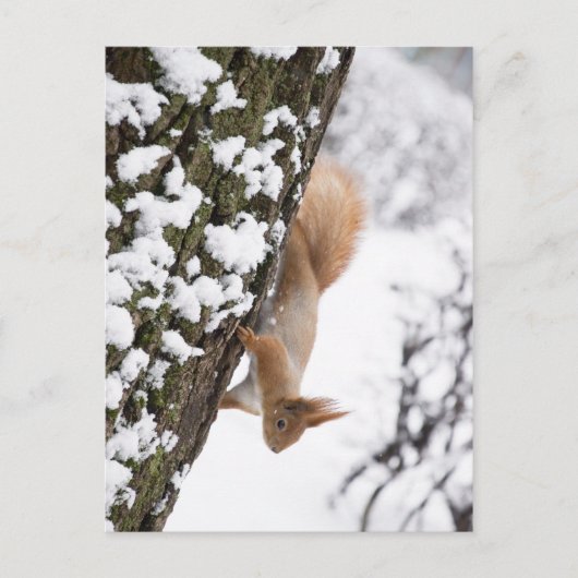Squirrel Postkarte (Vorderseite)