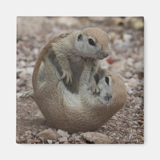 Squirrel Rumble Magnet (Vorne)