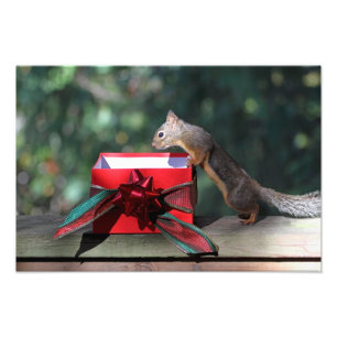 Squirrel und öffnen Sie Geschenk Fotodruck