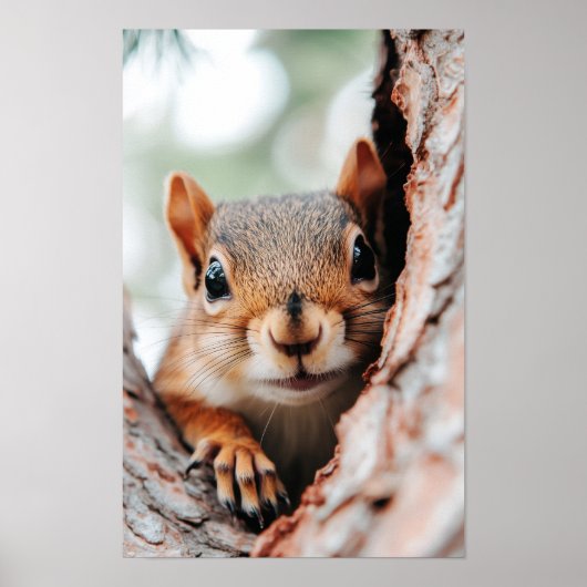 Squirrel Wild Animal Loving Portrait  Poster (Vorne)