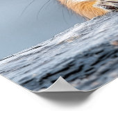 Squirrel Wild Animal Loving Portrait  Poster (Ecke)