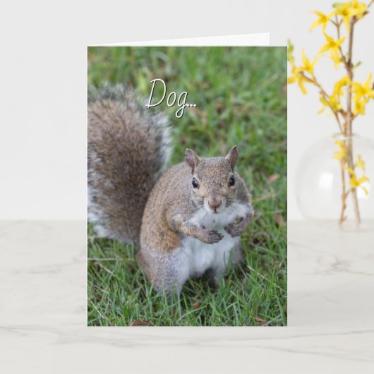 Squirrel. You Make Me Laugh Karte (Gelbe Blume)