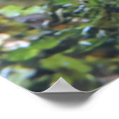 Squirrelfish Closeup Poster (Ecke)