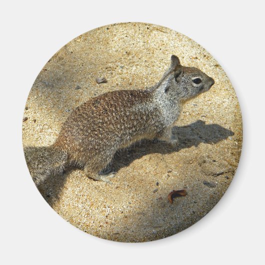 Squirrell Magnet (Vorne)