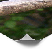 Squrrel Eating Brot Poster (Ecke)