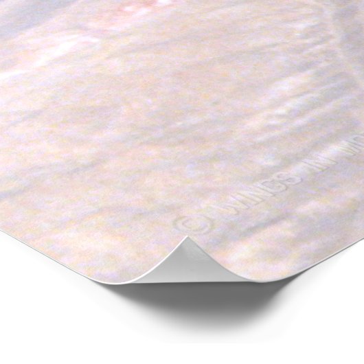 SR-71 BLACKBIRD POSTER (Ecke)