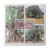 SRD006 LURAS, Millenniums-Olivenbaum, Fliese (Vorderseite)