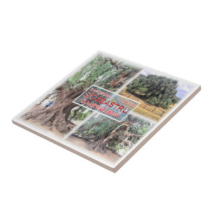 SRD006 LURAS, Millenniums-Olivenbaum, Fliese
