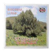 SRD007 LURAS Millenniums-Olivenbäume, Fliese (Vorderseite)