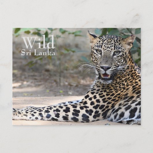 Sri Lanka Leopard Postkarte (Vorderseite)