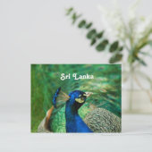 Sri Lanka-Pfau Postkarte (Stehend Vorderseite)