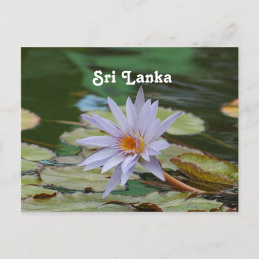 Sri Lanka Water Lily Postkarte (Vorderseite)