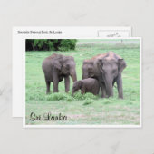 Sri-lankan-Elefanten Postkarte (Vorne/Hinten)