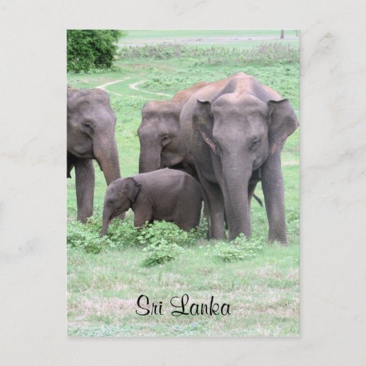 Sri-lankan-Elefanten Postkarte (Vorderseite)