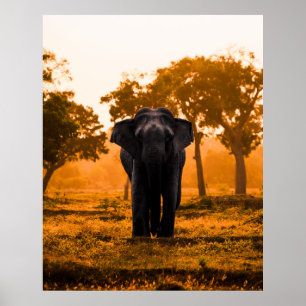 Sri Lankischer Elefant bei Sunset Poster