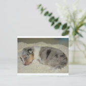 SS Blue Merle White and Tan Welpen Postkarte (Stehend Vorderseite)