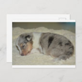 SS Blue Merle White and Tan Welpen Postkarte (Vorne/Hinten)