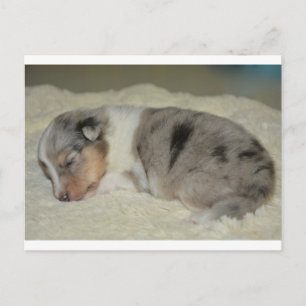 SS Blue Merle White and Tan Welpen Postkarte