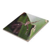 St Andrew Querspinnen-Fliese Fliese (Seite)