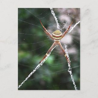 St Andrews Cross Spider Postcard Postkarte