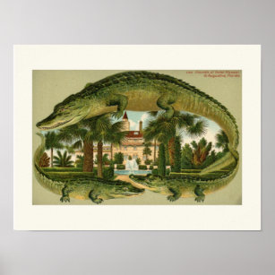 St. Augustine Alligator Small Print Poster