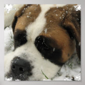 St Bernard Canvas Print Poster (Vorne)