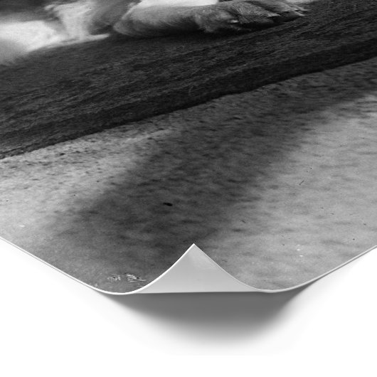 St. Bernard Dog 1917 Vintag Poster (Ecke)