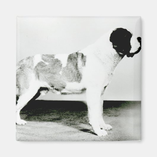 St. Bernard Dog Magnet (Vorne)
