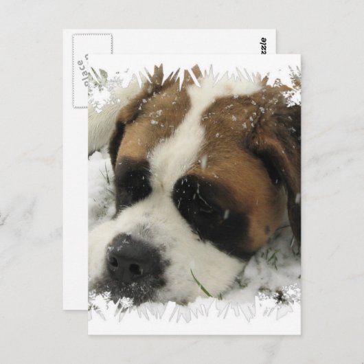 St Bernard Dog Postcard Postkarte (Vorne/Hinten)