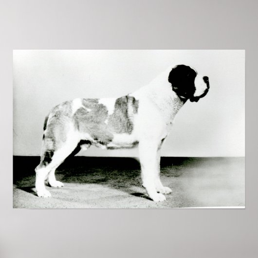 St. Bernard Dog Poster (Vorne)