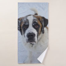 St. Bernard im Schnee